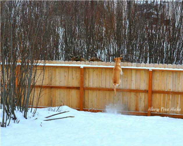 Thor Jumping Moose (Large)