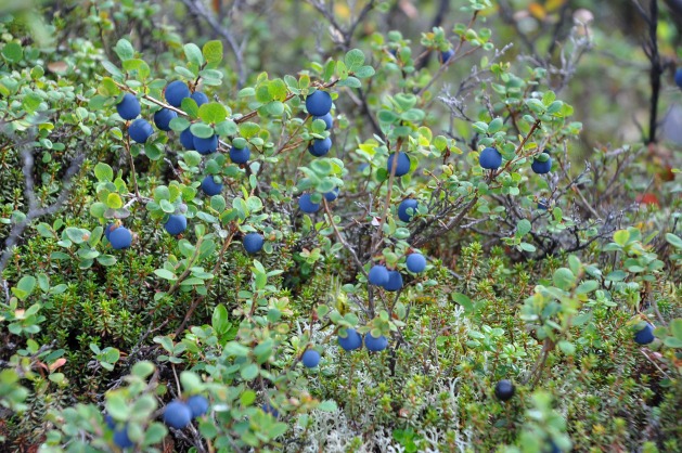 wild blueberries shown growing in lush natural habitat in alaska